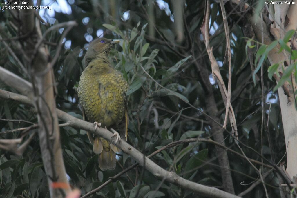 Satin Bowerbird