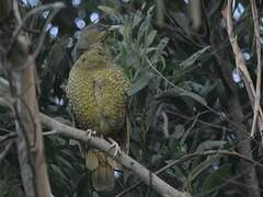 Satin Bowerbird