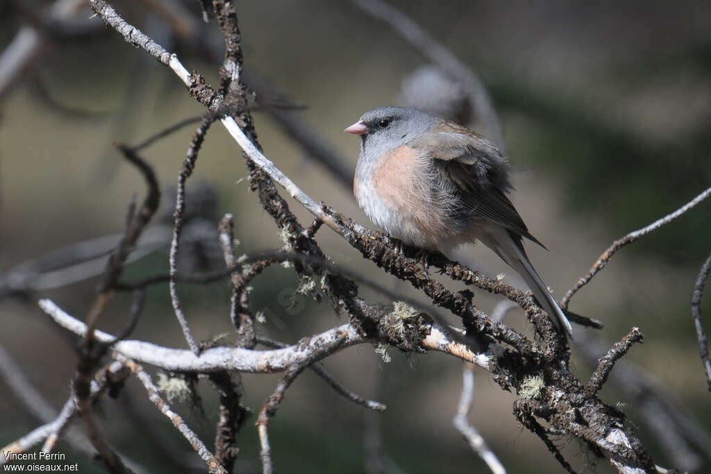 Junco ardoisé mâle adulte, identification