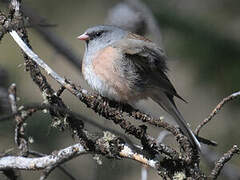 Junco ardoisé