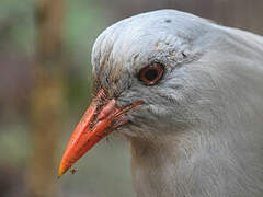 Kagu