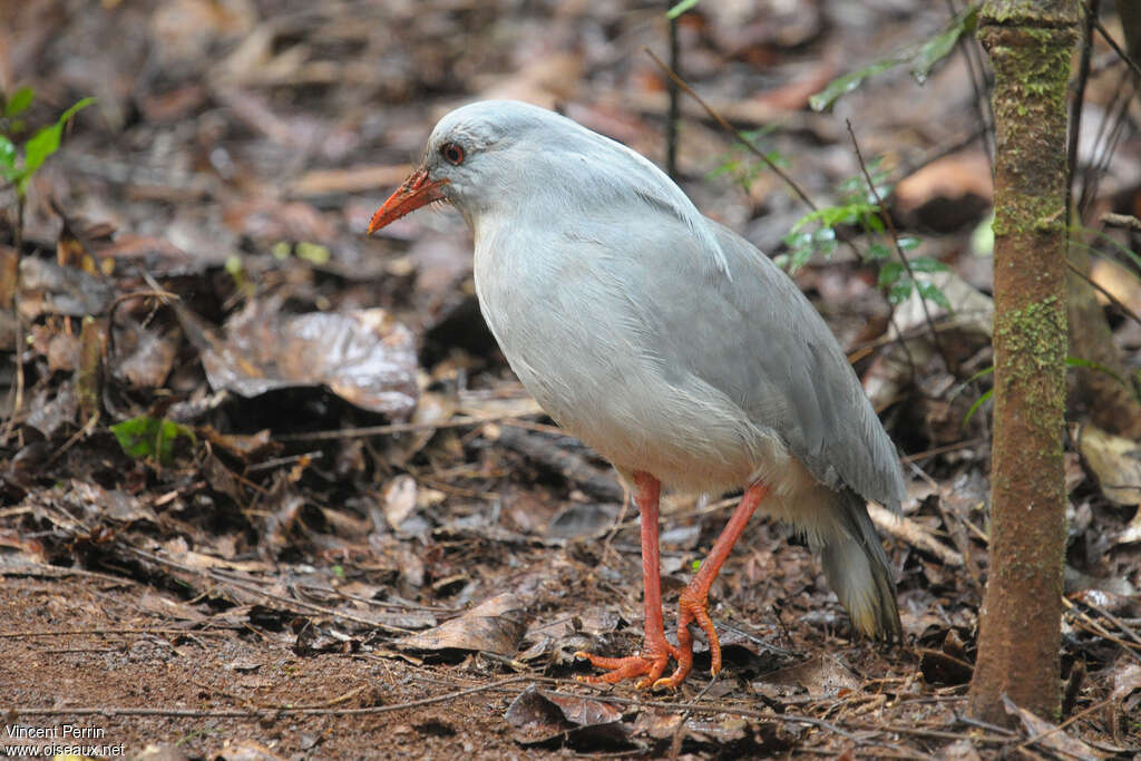 Kagou huppéadulte, identification