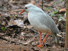 Kagu