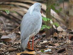 Kagu