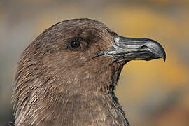 Brown Skua (lonnbergi)