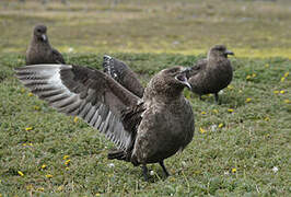 Brown Skua (lonnbergi)