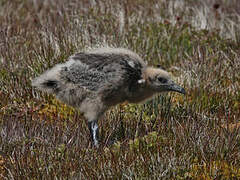 Brown Skua (lonnbergi)