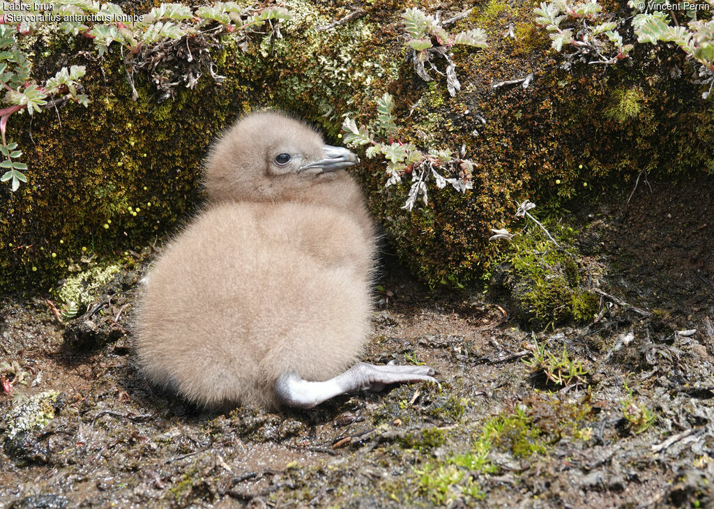 Brown Skua (lonnbergi)Poussin