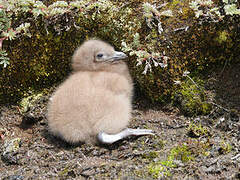 Brown Skua (lonnbergi)