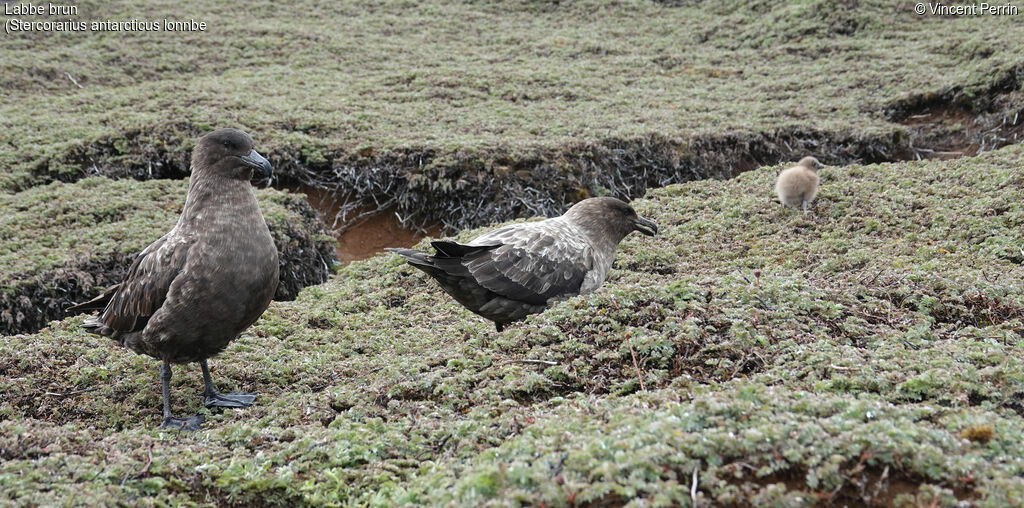 Brown Skua (lonnbergi)