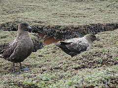 Brown Skua (lonnbergi)