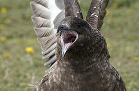 Brown Skua (lonnbergi)