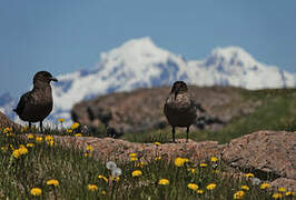 Brown Skua (lonnbergi)