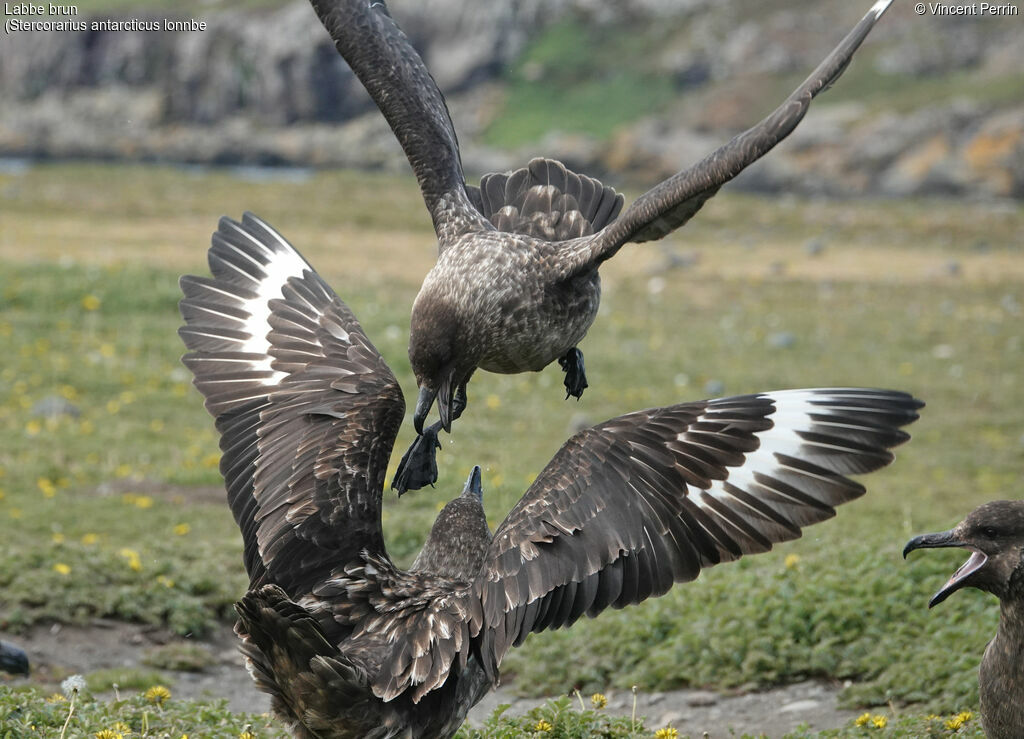 Brown Skua (lonnbergi)