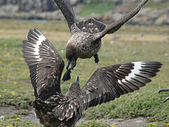 Brown Skua (lonnbergi)