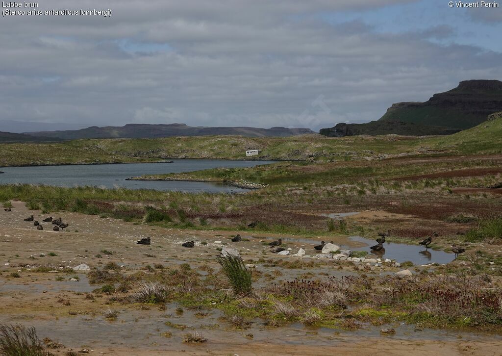 Brown Skua (lonnbergi), habitat