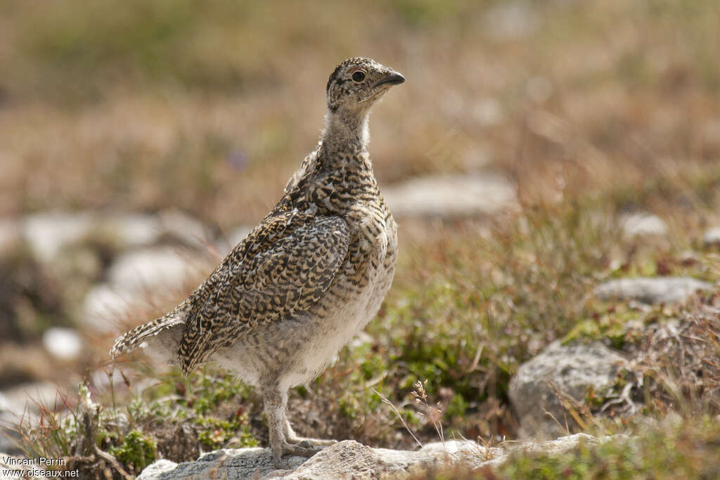 Lagopède alpinjuvénile, identification