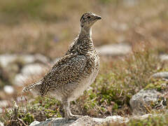 Rock Ptarmigan