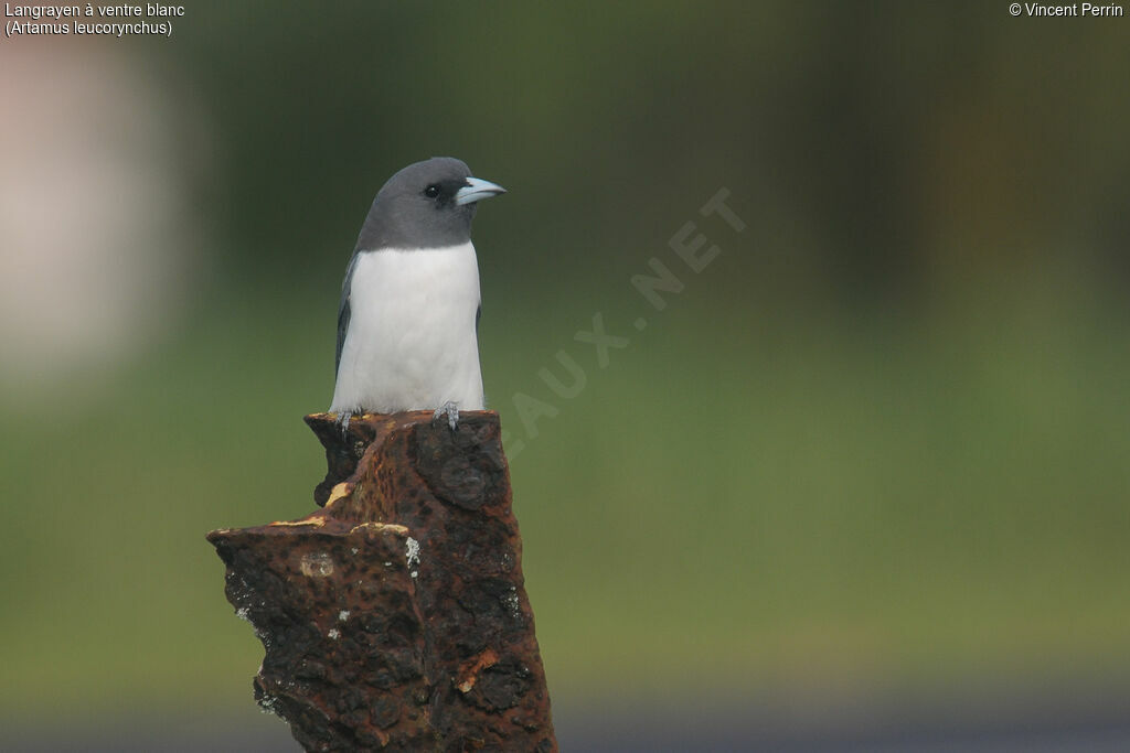 White-breasted Woodswallowadult