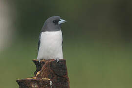 White-breasted Woodswallow