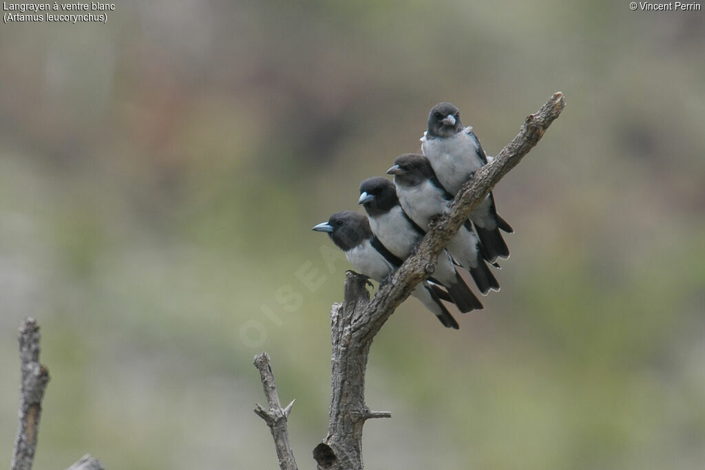 White-breasted Woodswallow