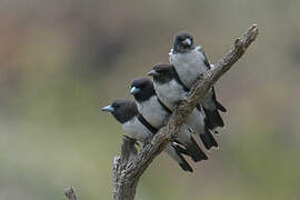 White-breasted Woodswallow