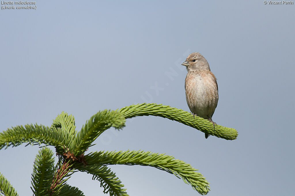 Linotte mélodieuse