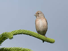 Common Linnet