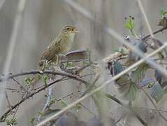 Common Grasshopper Warbler