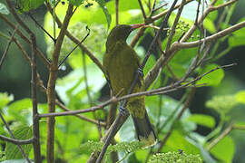 Green Oriole