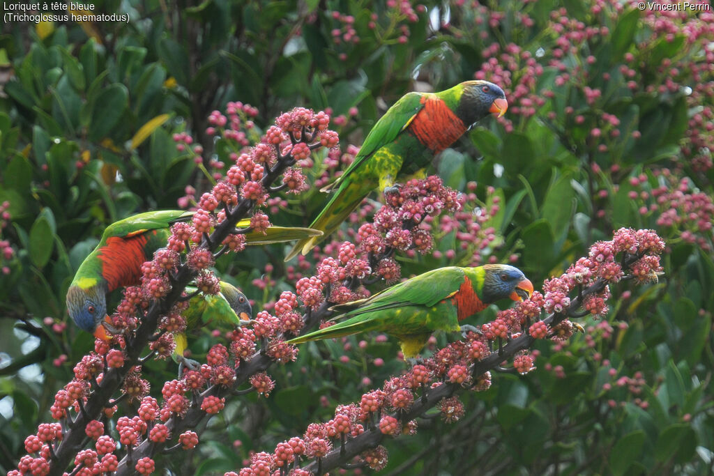 Coconut Lorikeet