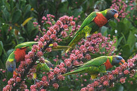 Coconut Lorikeet