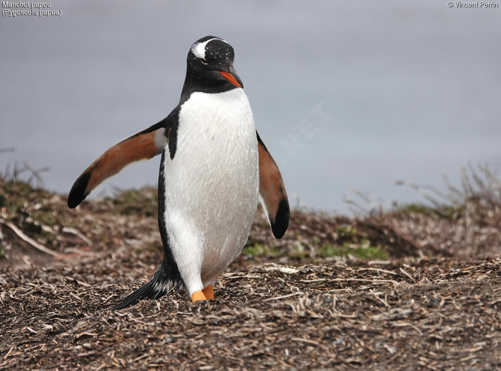 Gentoo Penguin