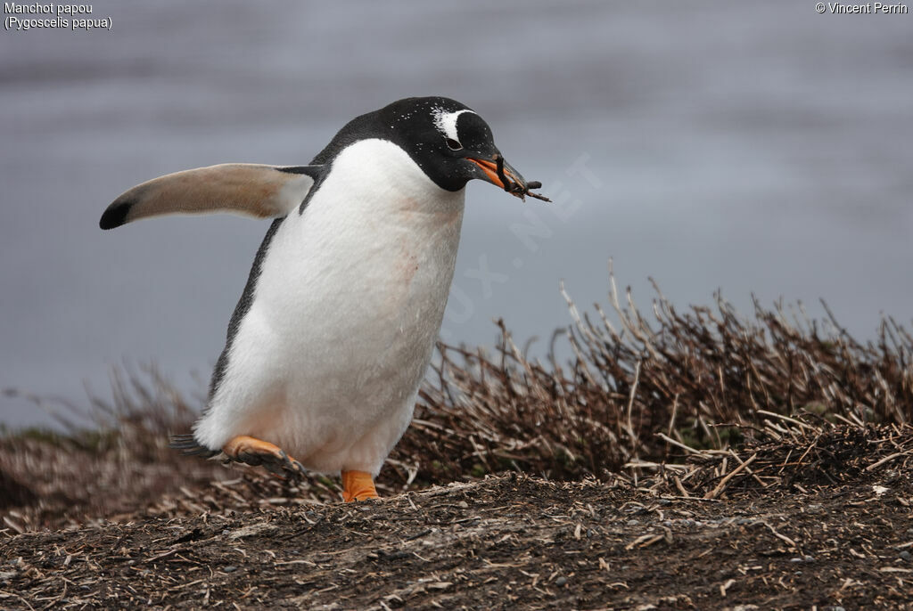 Gentoo Penguin