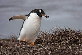 Gentoo Penguin