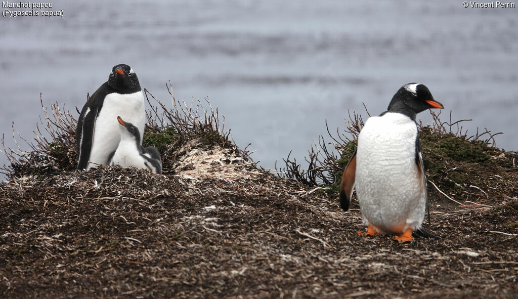 Gentoo Penguin