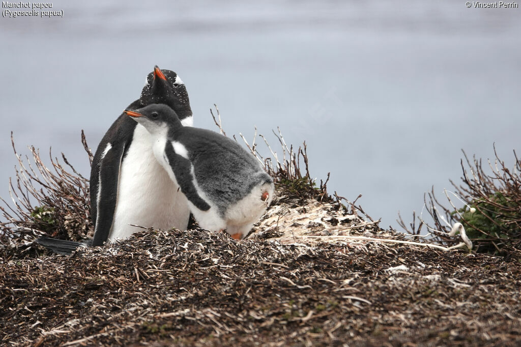 Gentoo Penguin