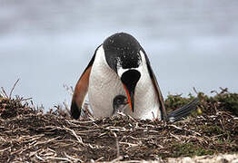 Gentoo Penguin