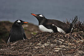 Gentoo Penguin