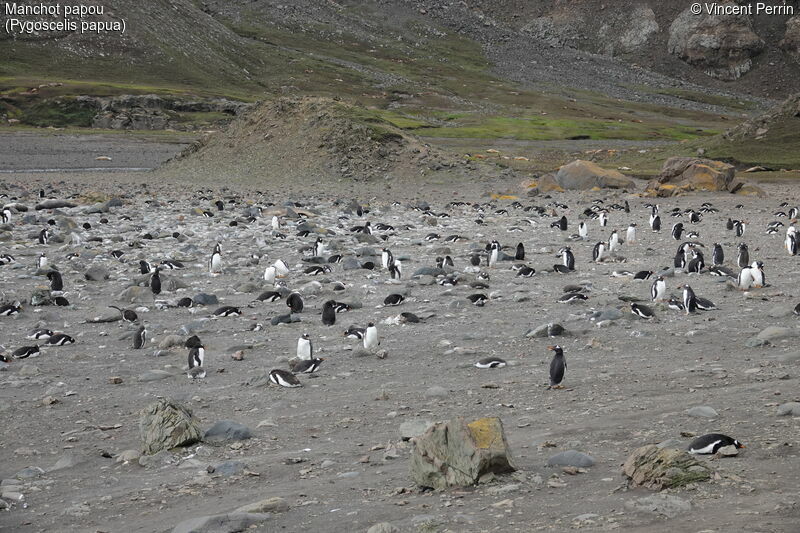 Gentoo Penguin, Reproduction-nesting
