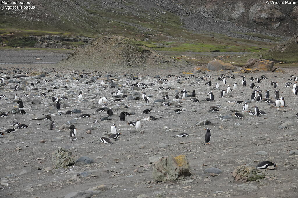 Gentoo Penguin, Reproduction-nesting