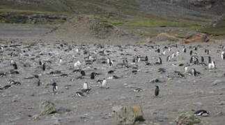 Gentoo Penguin