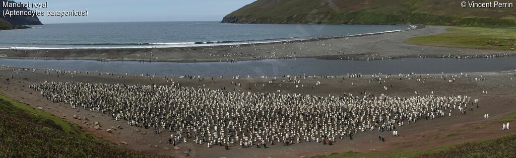 King Penguin, colonial reprod.