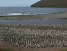 King Penguin