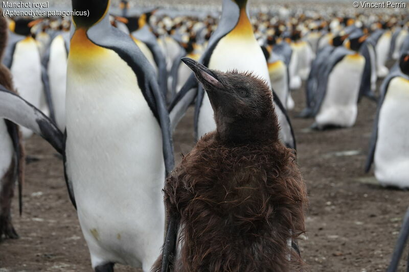 King Penguinjuvenile