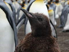 King Penguin