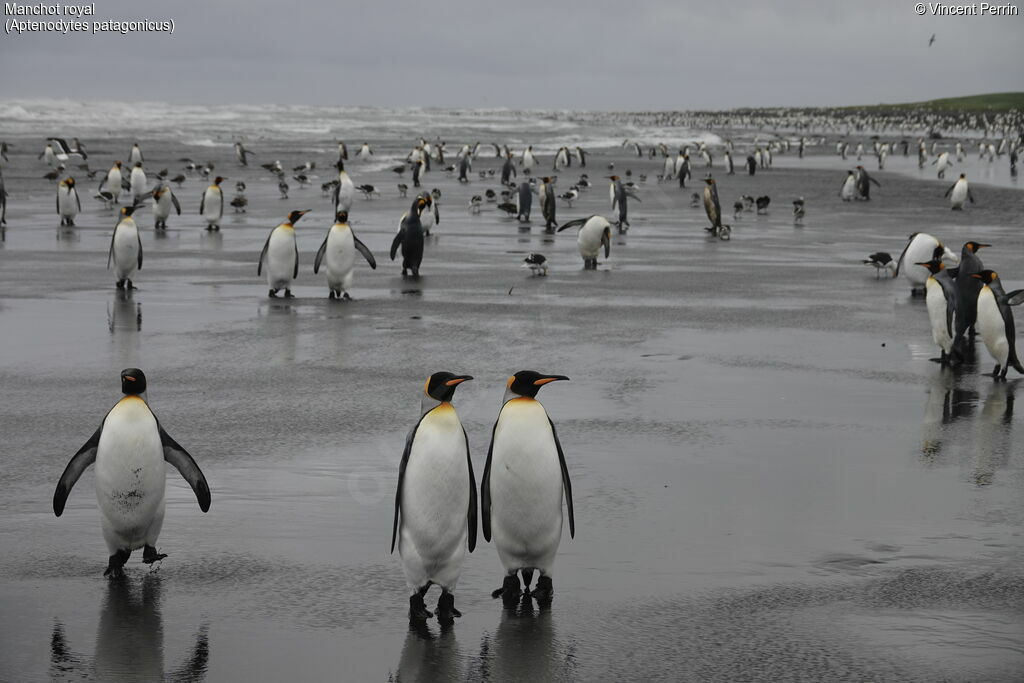 King Penguin