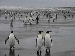 King Penguin