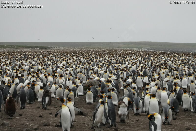 King Penguin, habitat, colonial reprod.