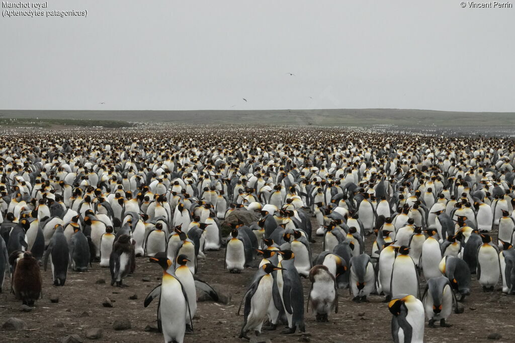 King Penguin, habitat, colonial reprod.